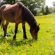 Wildflower meadows offer a more varied and nutritious diet for grazing horses. Getty Images