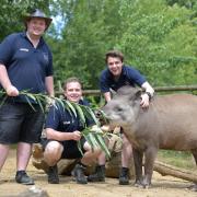 Aaron, Tyler and Cam have a new CBBC series OZT Goes Wild in Britain. (c) Paradise Wildlife Park