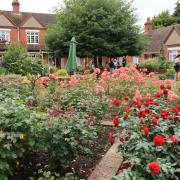 Guildhall Feoffment Almshouses rose garden will be open to visitors.  Photo: St Nicholas Hospice