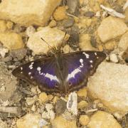 Could we soon see the purple emperor in Derbyshire? (Paul Hobson)