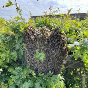 Small honeybee swarm on a young tree. (Photo:edbka.org.uk)