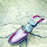 The male stag beetle with his impressive 'antlers'. Image: Getty