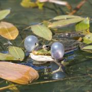 The county's frogs and toad numbers are falling rapidly