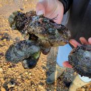 Colne Point oysters. Photo: Essex Wildlife Trust