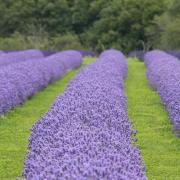 Lavender plants ready for harvest Image: Sam Ellis-Cosgrove