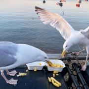 Gulls are adept at scavenging. Photo: mtreasure/Getty Images