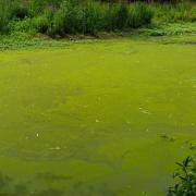 Where does blue-green algae grow in UK waters and what to do it you spot it, according to Gov.uk and the Lake District National Park website