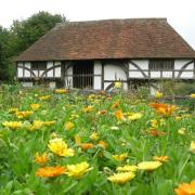 Marigolds feature through summer at the museum Photo: Weald Downland (c) Leigh Clapp