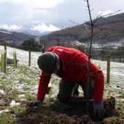 Planting trees to create a wooded corridor connecting two woodland areas in a field above the Derwent Reservoir (National Trust)