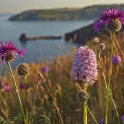 Wildflowers at Berry Head. Photo: Nigel Hicks