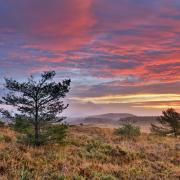 Woodbury Common is one of the many areas of pebblebed heaths in the east of Devon (c) David Chapman