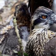 Close up of one of the chicks showing how its fluff is being replaced by adult feathers. (Photo: Birds of Poole Harbour)