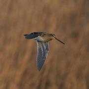 Snipe (Gallinago gallinago) flying past a reed bed during winter at Ham Wall. Photo: Getty/JeremyRichards