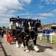 Monty & Max two dark bay shire horses pull the Devizes based Wadworth brewery dray into the main arena at the Royal Bath & West Show. Photo: Shutterstock/Andrew Harker