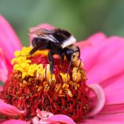 A bumble bee on fuchsia flower. Photo: Getty/Jennifer Fetterley