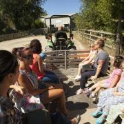Tractor rides acround the site are popular (c) Kent Life Heritage Park