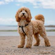 Which beach in County Durham do you take your dog to?