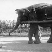 A Bostock and Wombell's Menagerie elephant pulling a wagon.