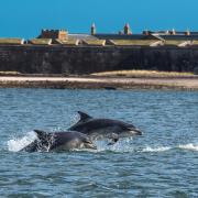 Here are the best places to view whales, dolphins and porpoises in Largs, Irvine and beyond