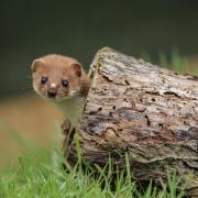 Find out what species of mustelids can be found in the UK and where they are most commonly found.