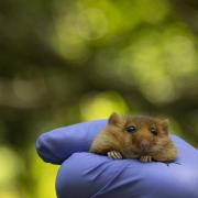 a dormice named Twiglet, who is one of 38 hazel dormice that are being reintroduced into a Derbyshire woodland