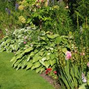 A variety of edible plants in an ornamental border