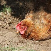 A chicken having a dust bath.