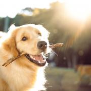 Pets can get sunburnt too - here's how you can prevent it