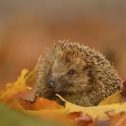 European hedgehog foraging in autumnal leaves in November. Photo: RSPB images