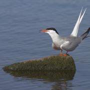 Common tern with its long tail streamers (c) Richard Steel / Wildnet
