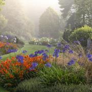 Summer in Foggy Bottom, picture shows
a foreground grouping of two perennials – a
well-established clump of the tall, late flowering
Agapanthus Loch Hope rising above the closely
packed flowers of Crocosmia Walberton
Bright Eyes. (c) Adrian Bloom