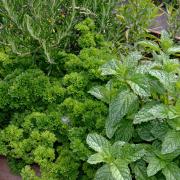 A variety of herbs in a garden