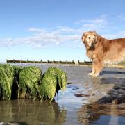 You (and your dog) can hardly move for kelp now. Bruce Fogle