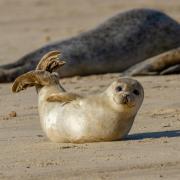 A seal pup on the beach at Horsey. Photo: Ian Dyball/Getty Images/iStockphoto