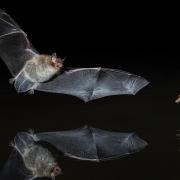 Daubenton's Bat (Myotis daubentonii) hunting an insect at night. (Photo: Paul Colley/ iStock / Getty Images Plus)