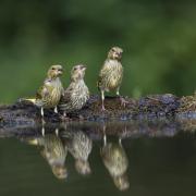 Three young greenfinches come to drink. Photo: David Chapman