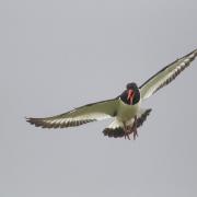 Oystercatchers are easy to identify through their striking features Photo: Paul Hobson