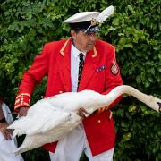 The King's Swan Marker, David Barber captures a bird before measuring it during the ancient tradition of Swan Upping
