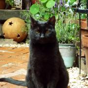 Bagheera McKormack: ‘I’ll do anything for a handful of Dreamies’