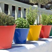 A line of coloured pots containing herbs on a garden ledge