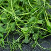 Pea shoots. Photo: Getty Images