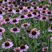 Echinacea goes well with tall grasses like Miscanthus sinensis. Photo: Getty Images