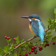 Kingfishers can be seen along the Exeter Canal (c) David Chapman