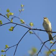 Willow warbler. (Photo: Chris Gomersall 2020VISION)