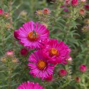 Eye-catching Aster 'Lachsglut' is also attractive to pollinators