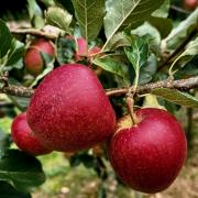 Ripe Katy apples (image courtesy of Max Armstrong