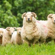 Some of the Portland ewes and their lambs which were born in April and May. (Photo: richardbudd.co.uk)