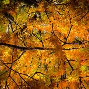 Rich in nature: The golden leaves of autumn are a thing of beauty. Getty