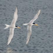 Little Terns flying over the Scrape at RSPB Minsmere this year. Photo: David Borderick
