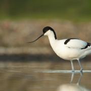 Avocet feeding, its long curved beak sifts out tasty crustaceans from the water. (Photo:Chris Gomersall/rspb-images.com)